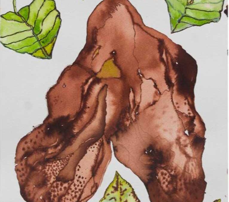 Aristolochia