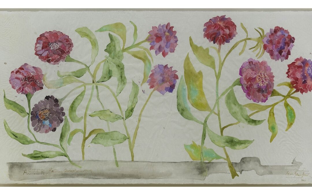 Aster Gallicus Cleosontissimus