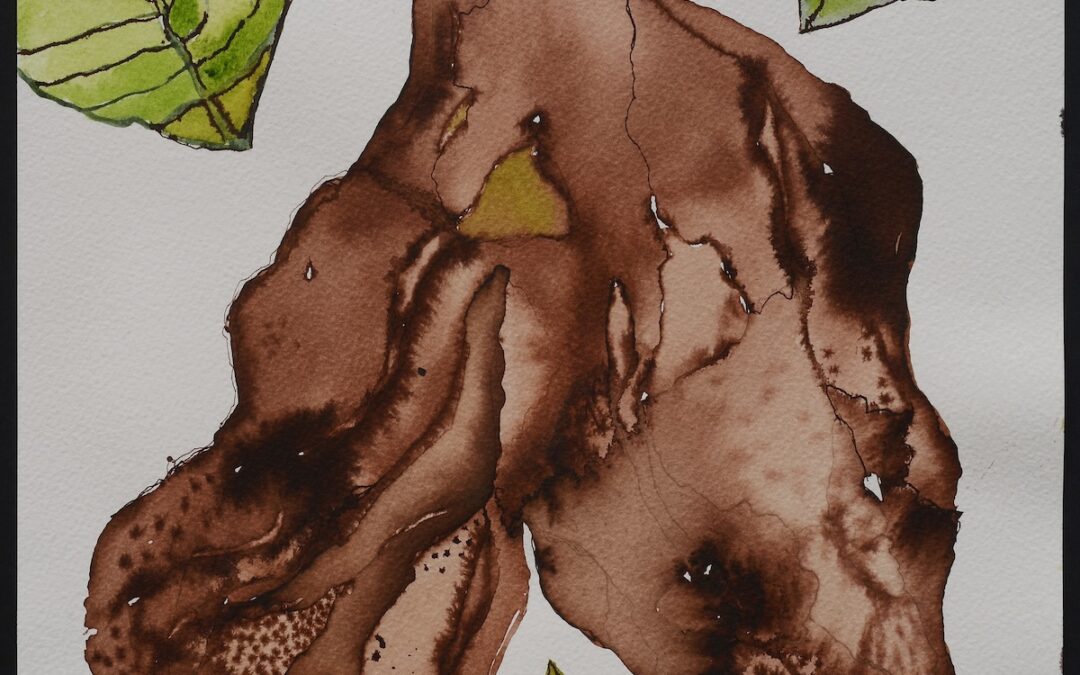 Aristolochia Gigantea