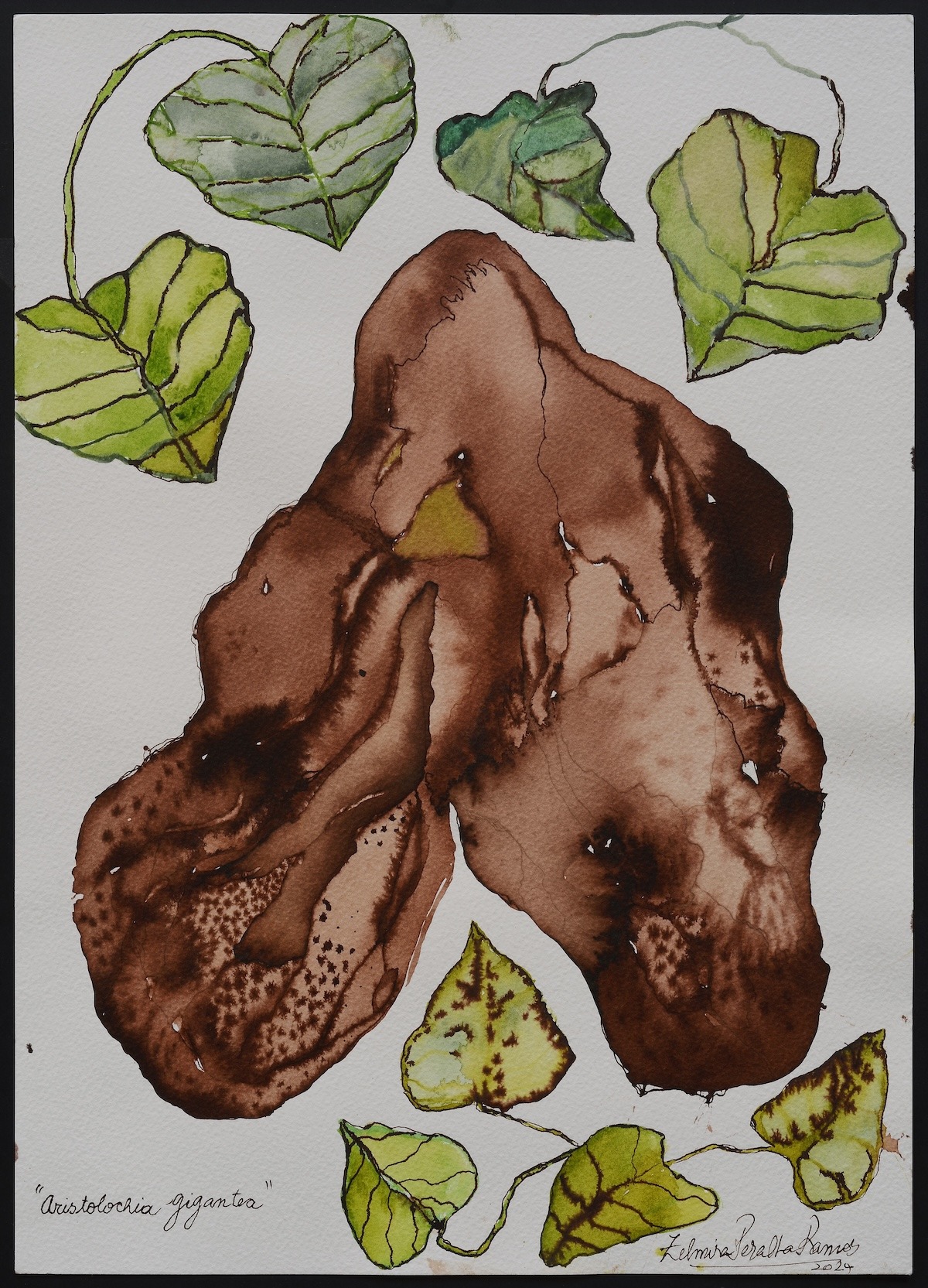 Aristolochia Gigantea