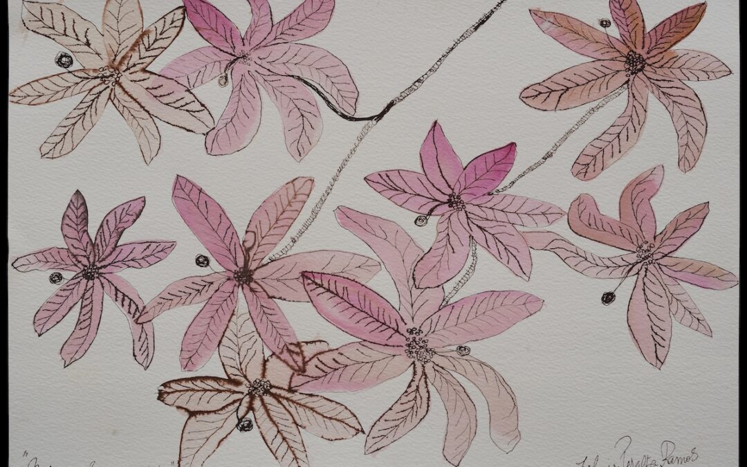 Melanorrhoea Usitata