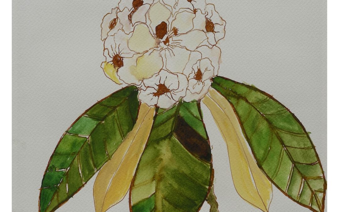 Rhododendron Wight’s