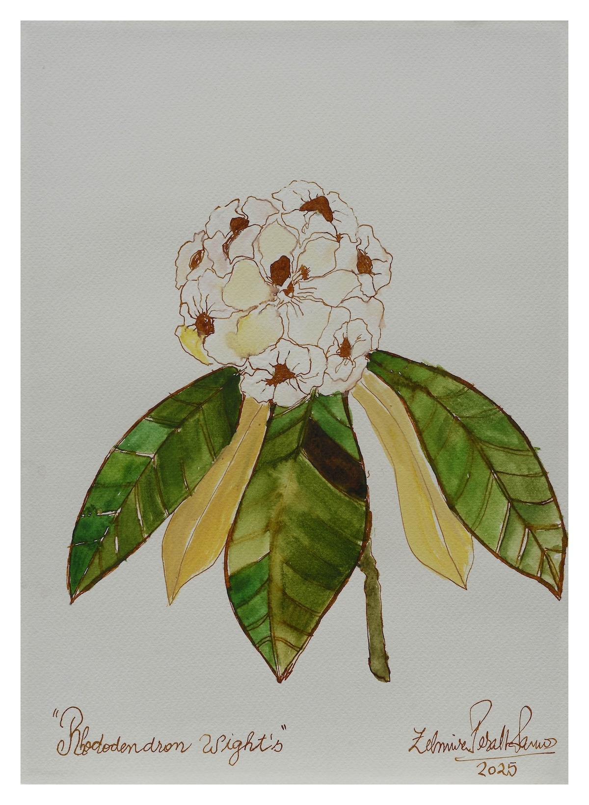 Rhododendron Wight’s