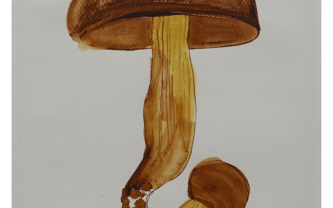 Boletus Luridus