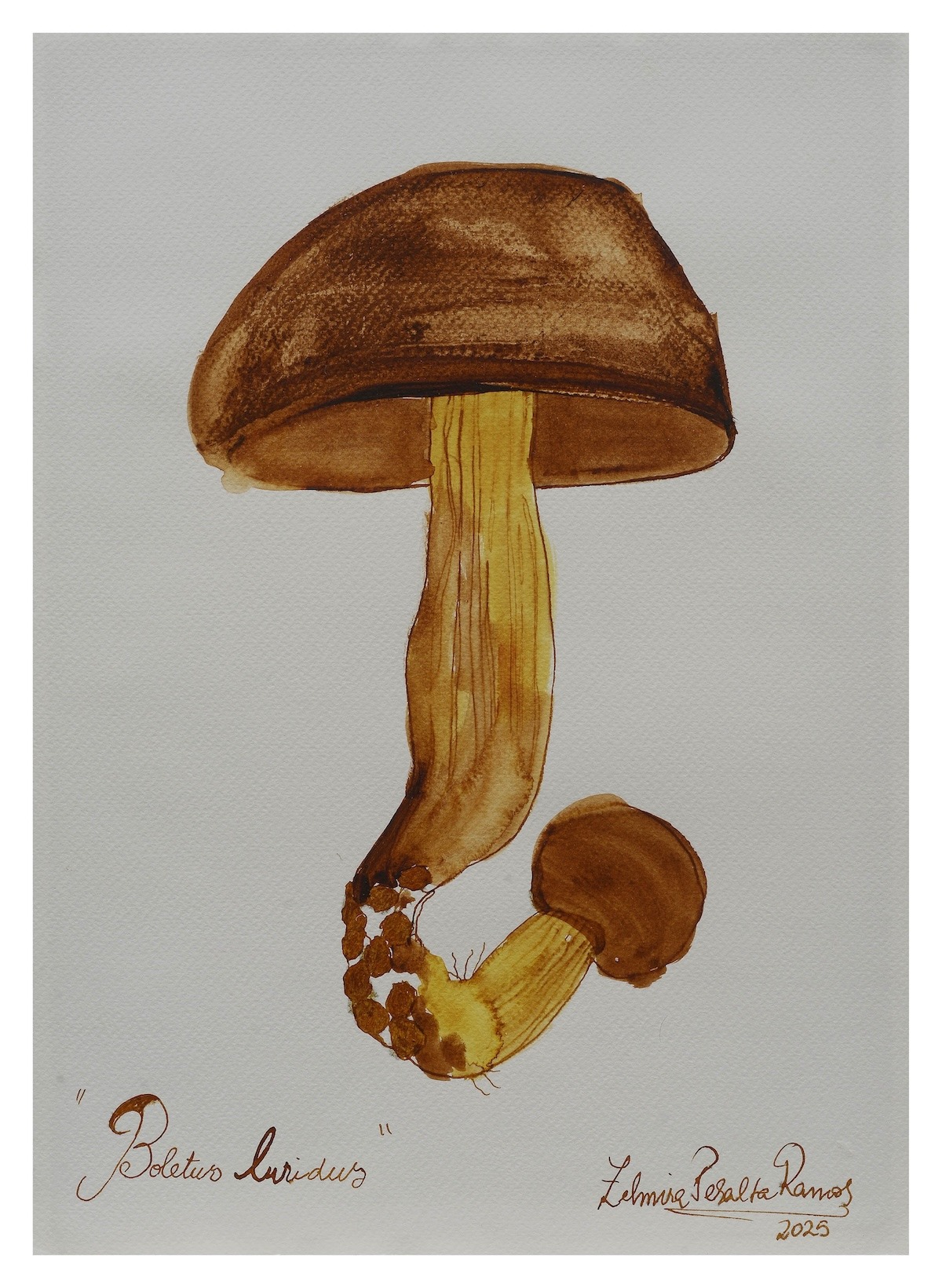 Boletus Luridus