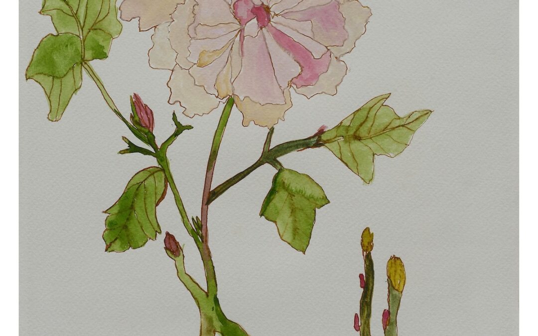 Paeonia Suffruticosa