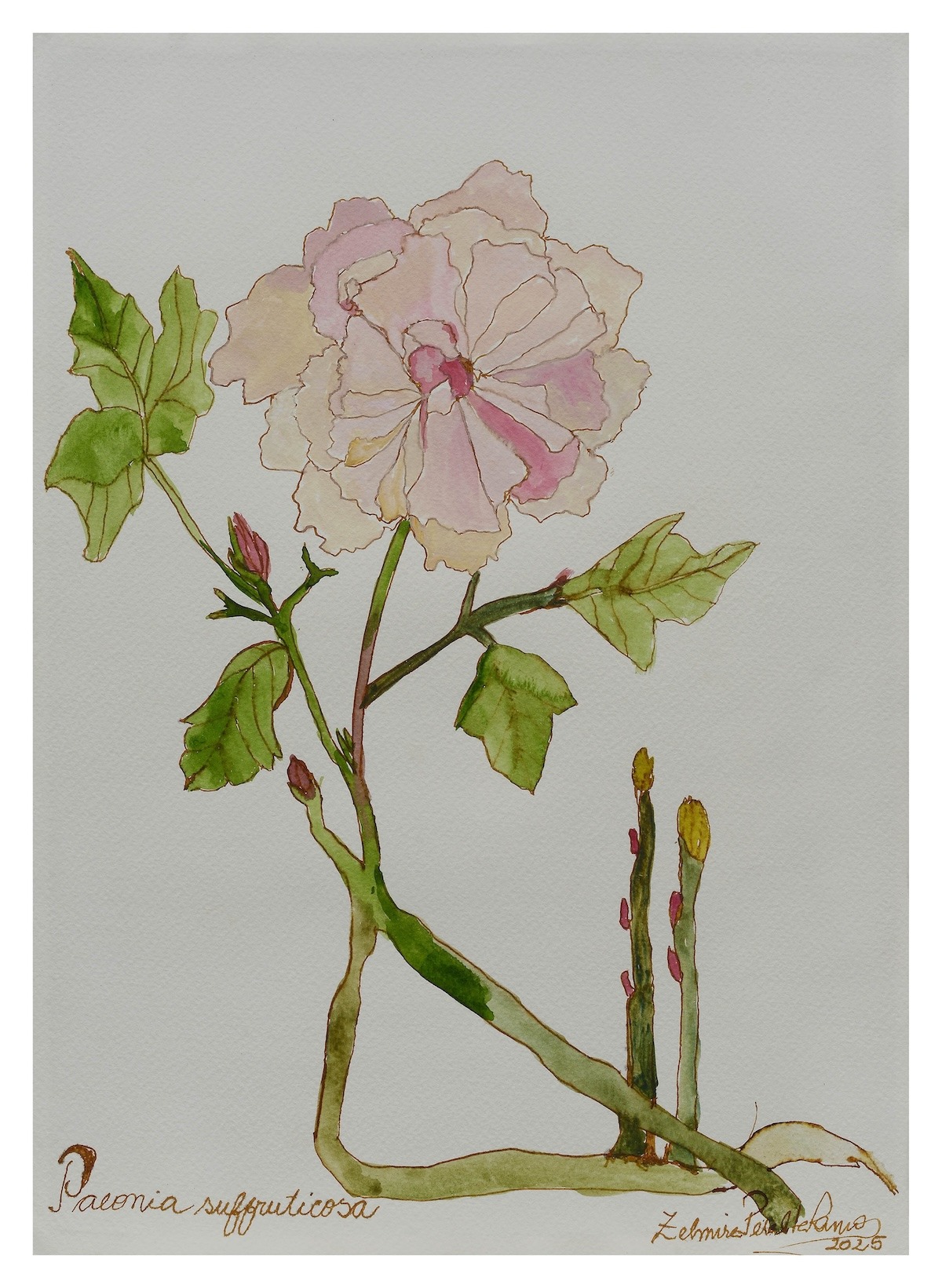 Paeonia Suffruticosa