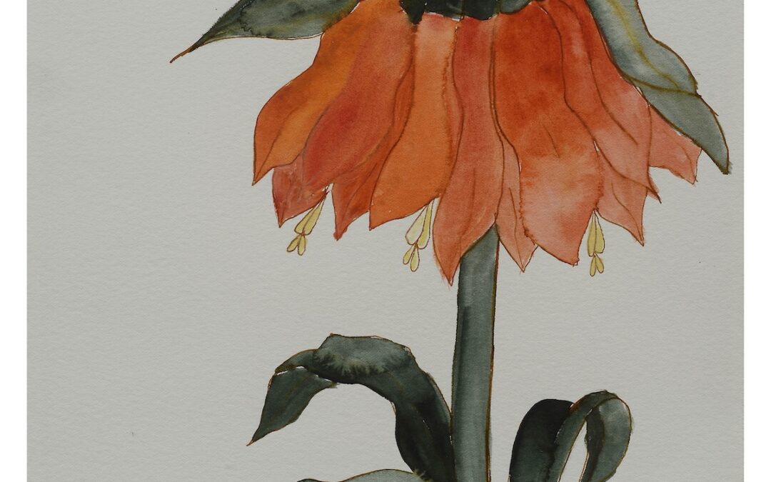 Frutillaire Imperialis