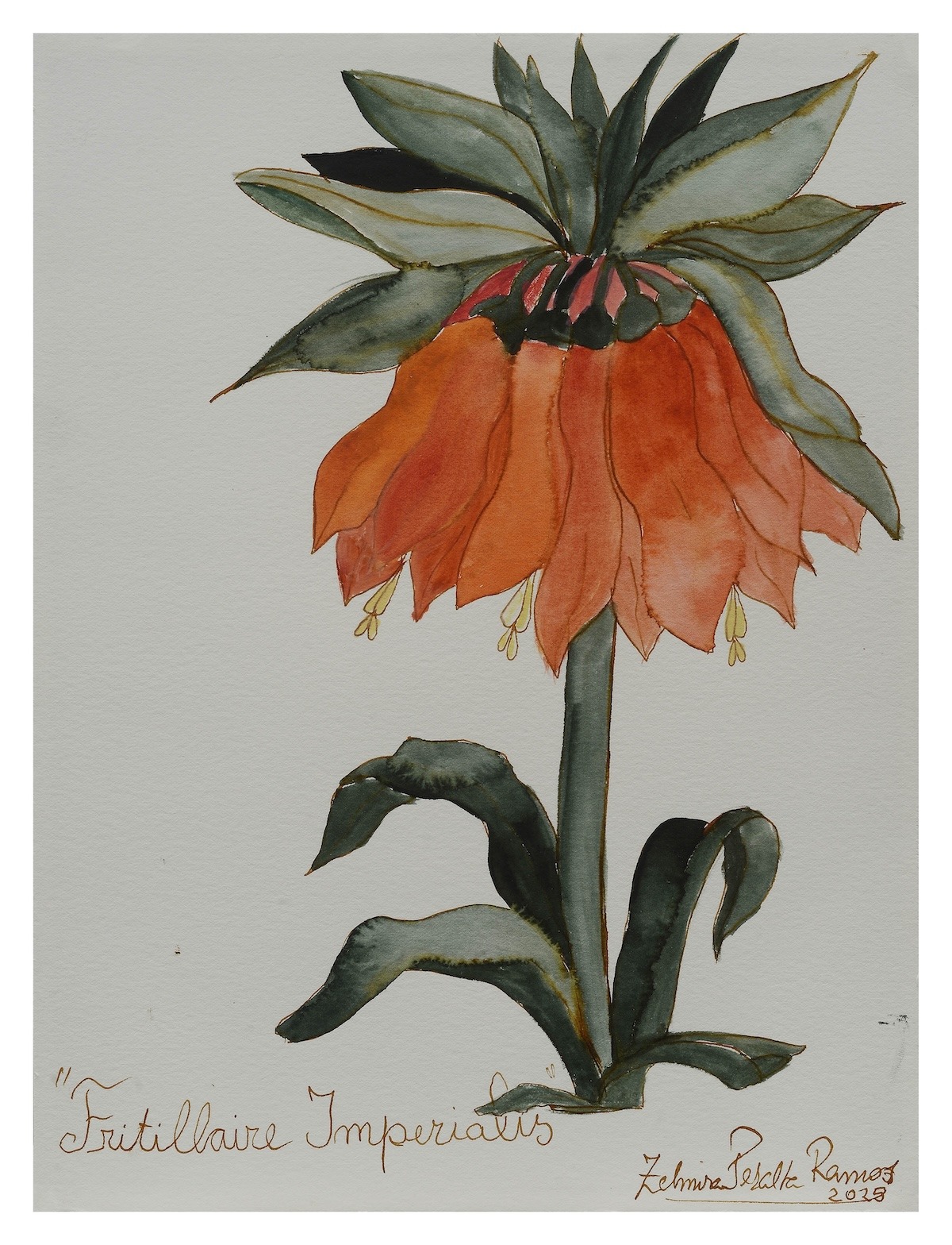 Frutillaire Imperialis