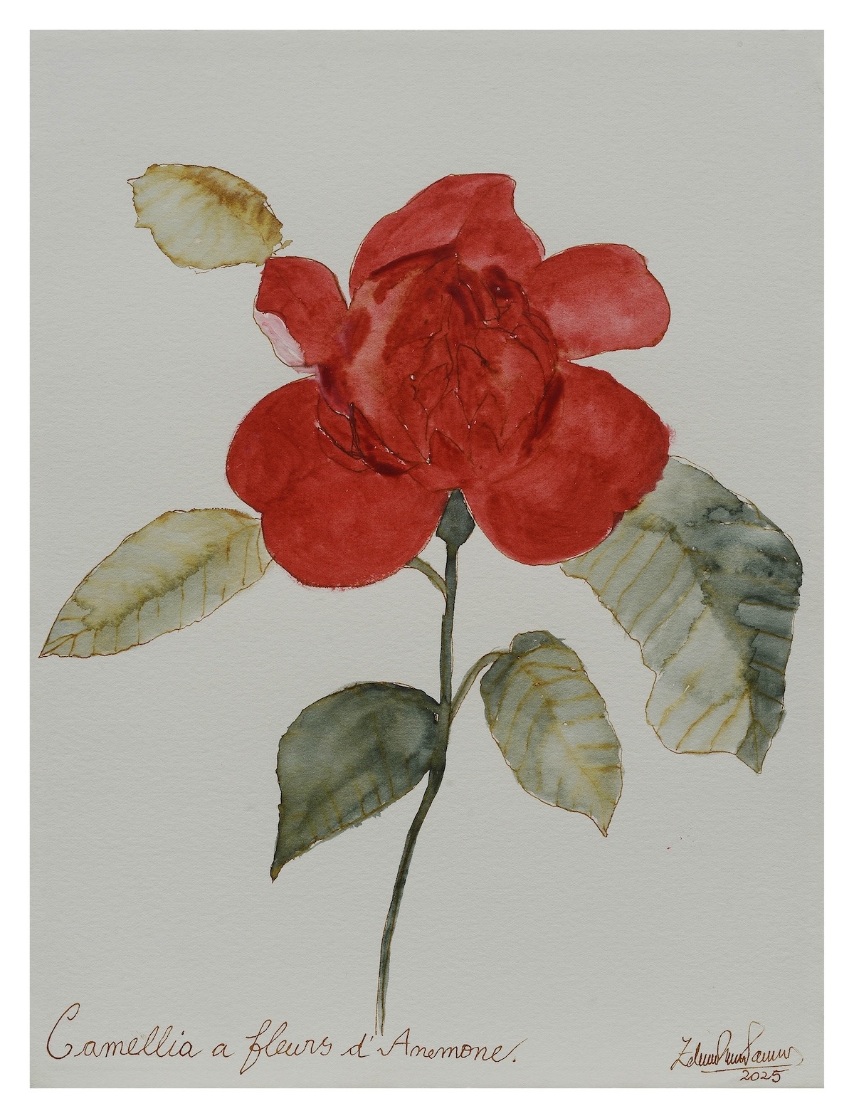 Camellia a Fleurs d´Anemone