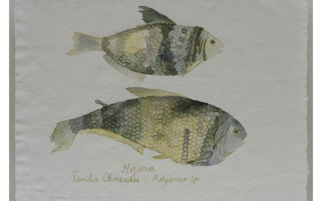 Mojarra