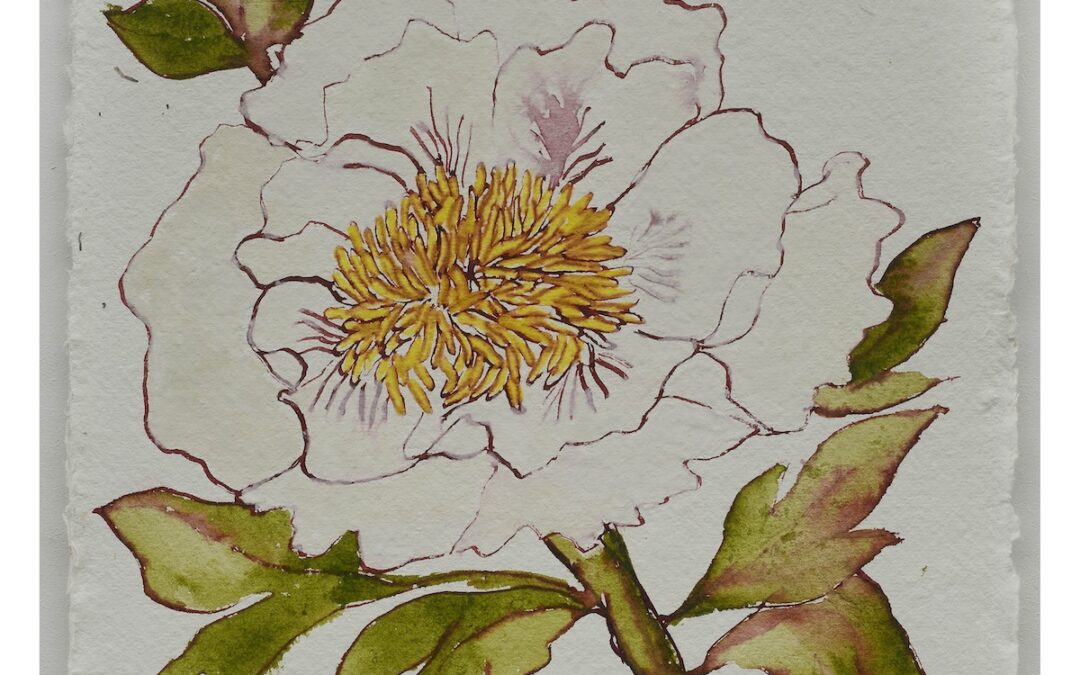 Paeonia Suffructicosa