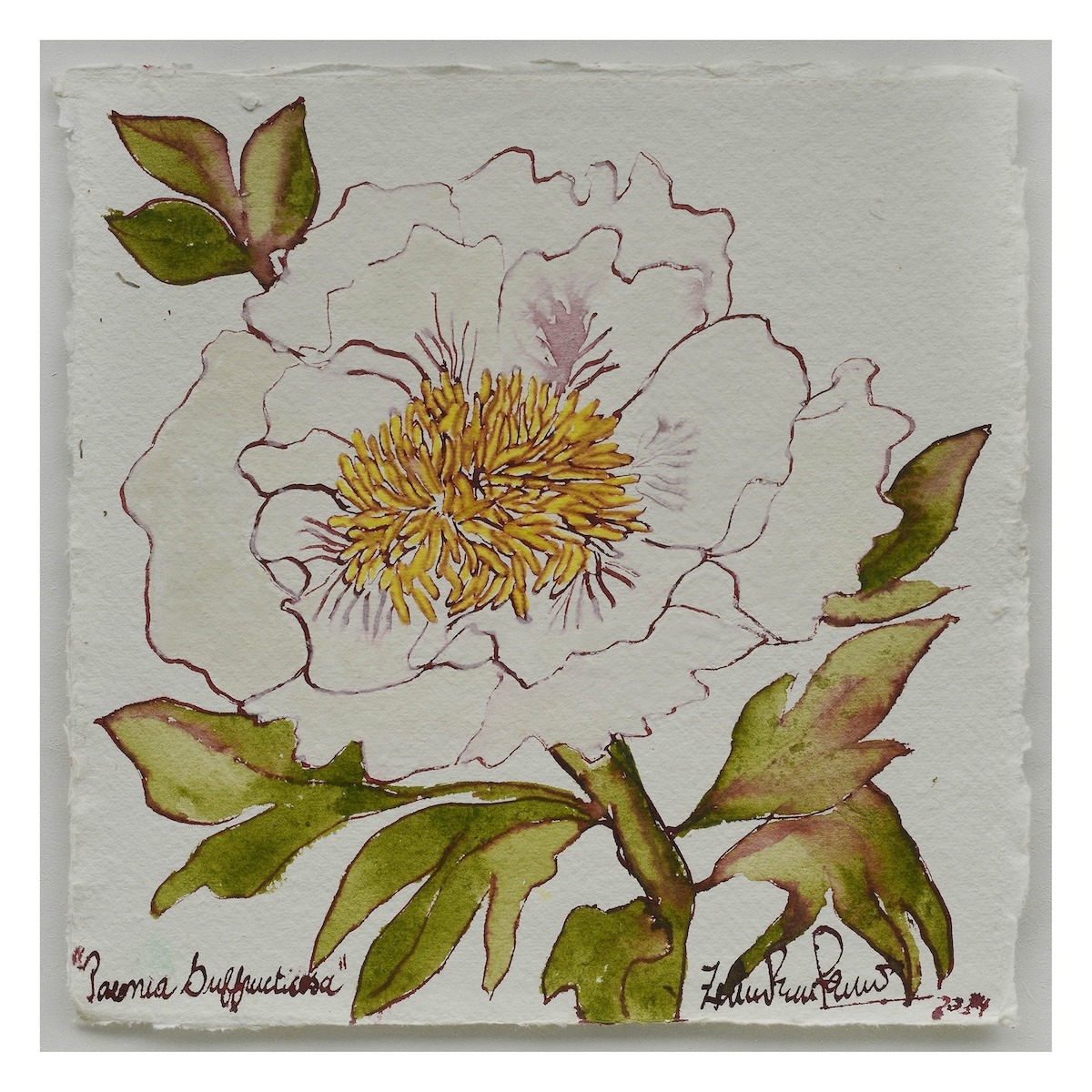 Paeonia Suffructicosa