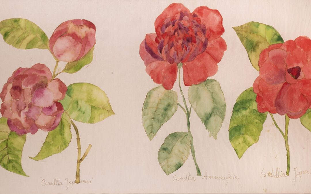 Camellia Japonica / Camellia Anemonefolia