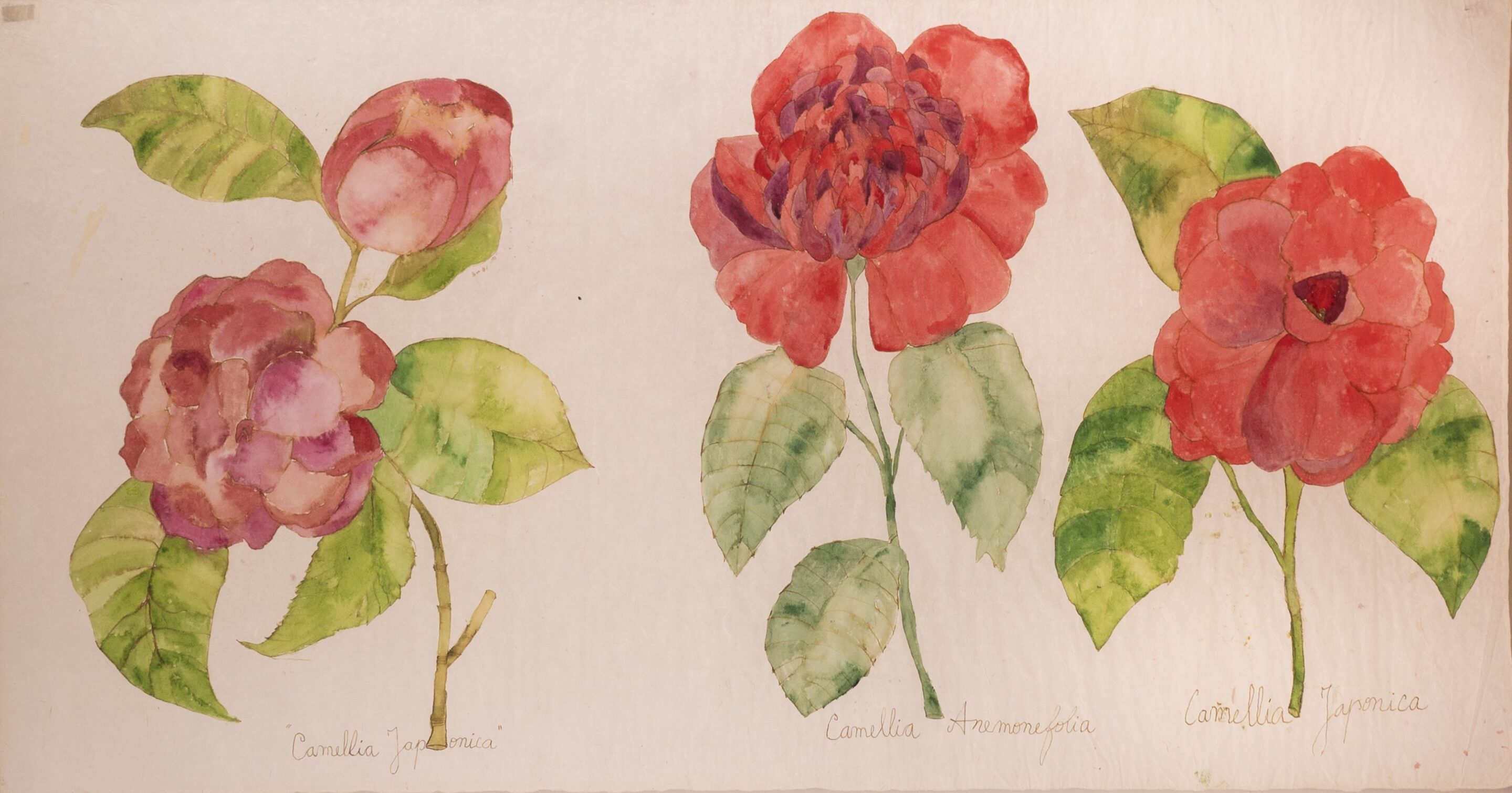 Camellia Japonica / Camellia Anemonefolia