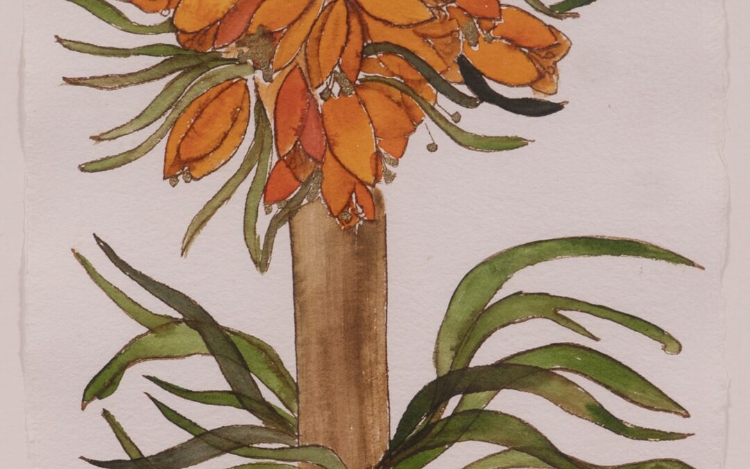 Corona Imperial Polyanthos