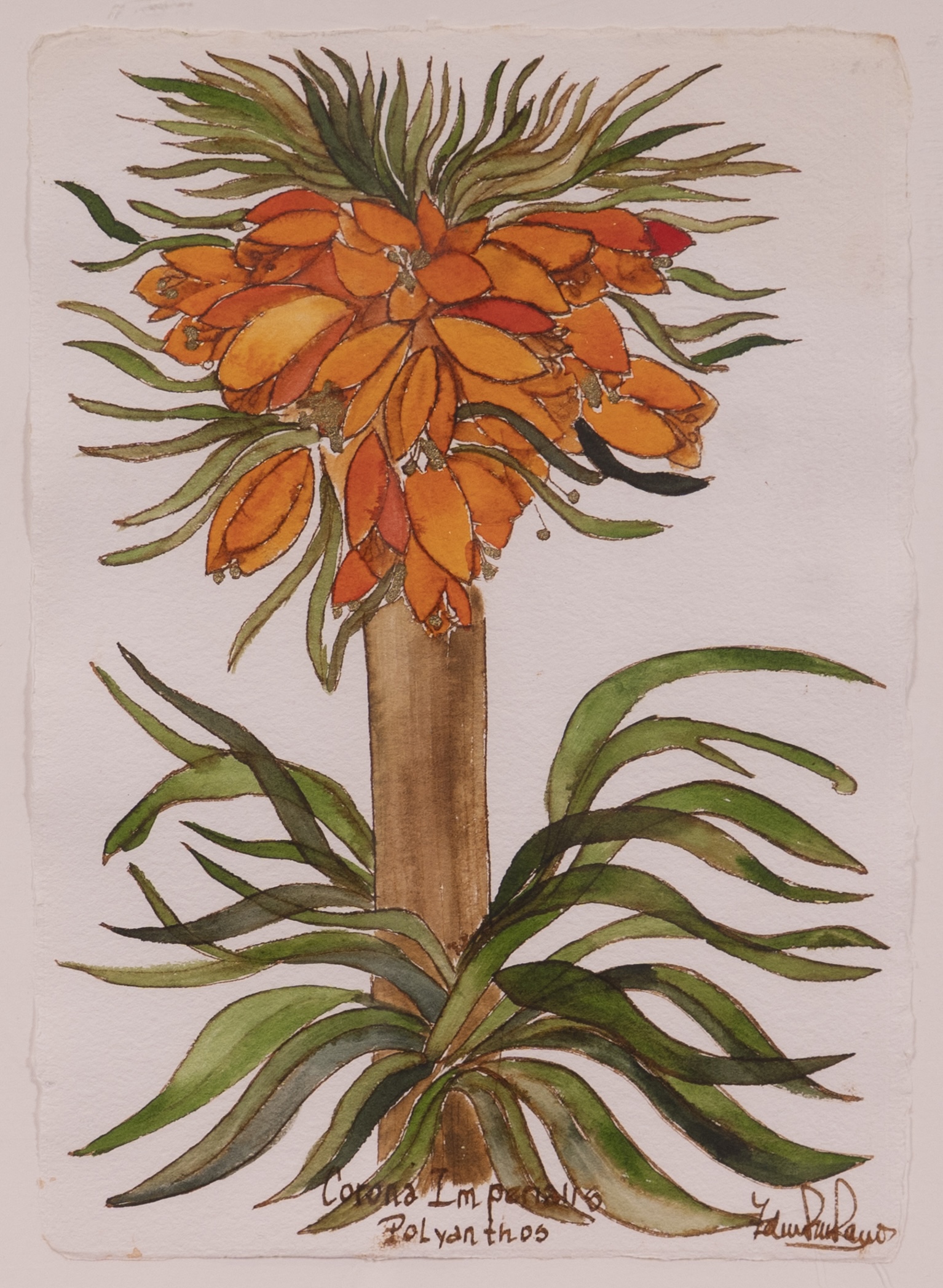 Corona Imperial Polyanthos