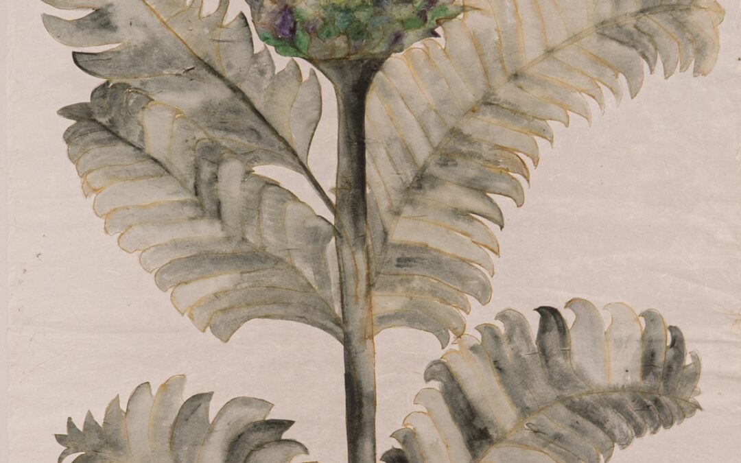 Cynara Cardunculus
