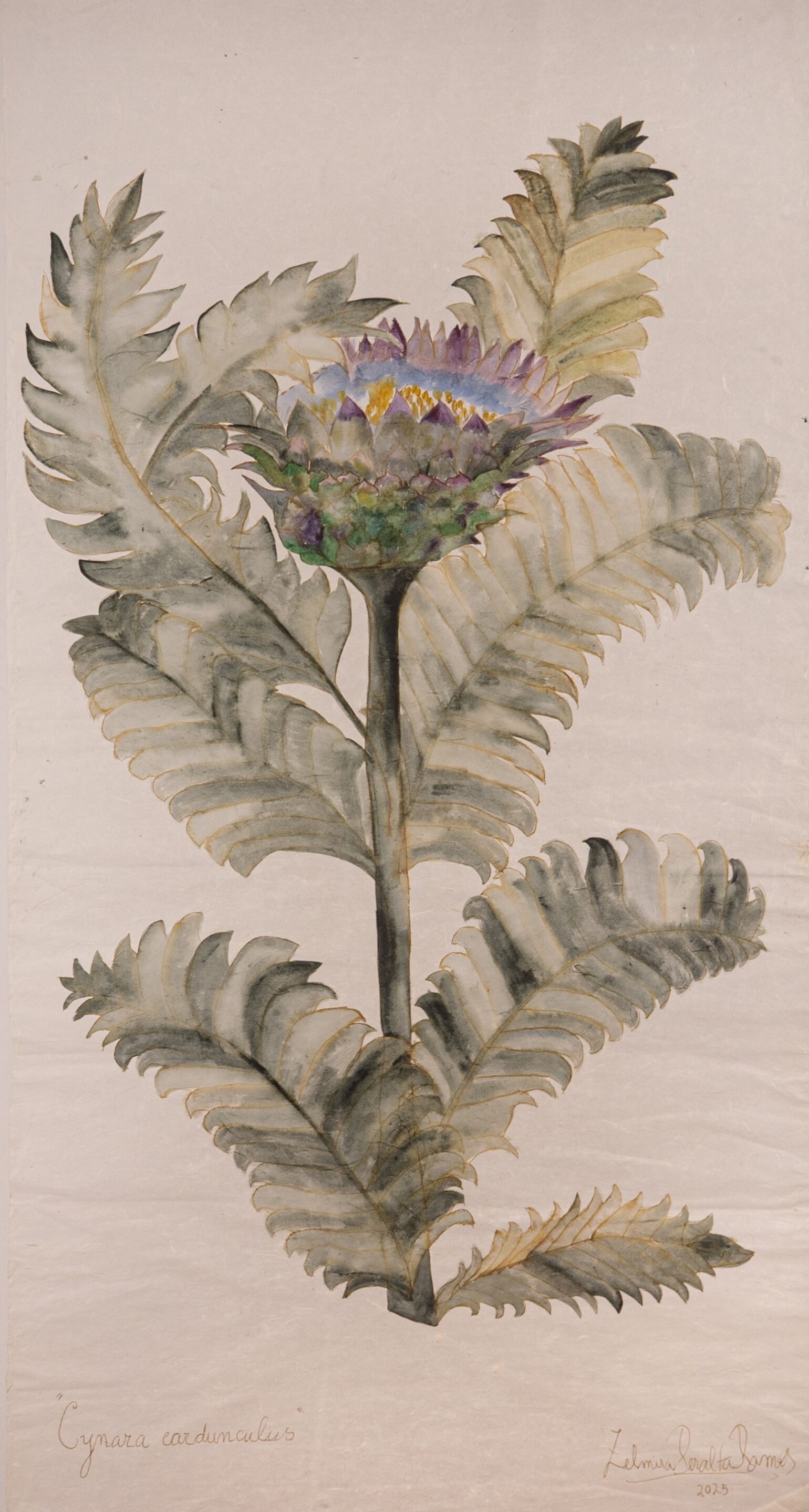 Cynara Cardunculus