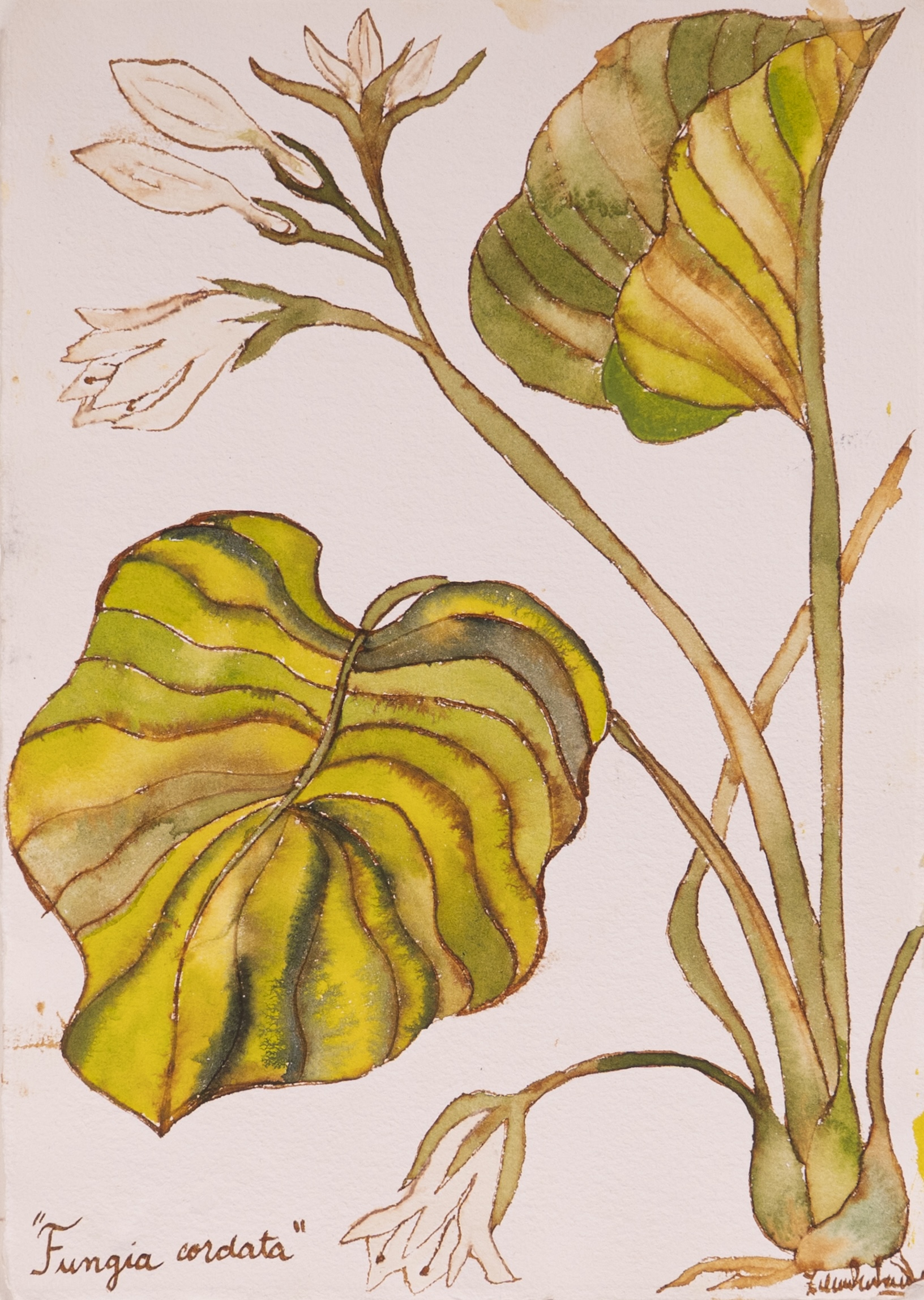 Fungia Cordata