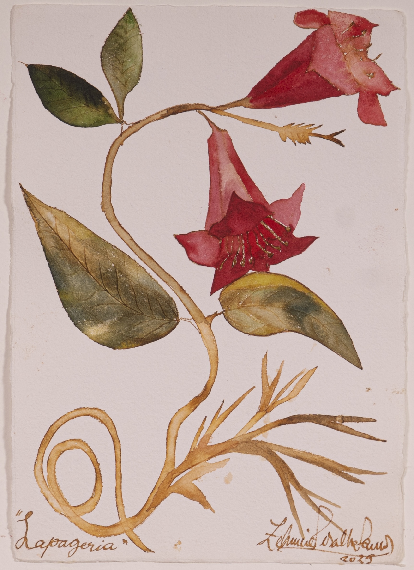 Lapageria