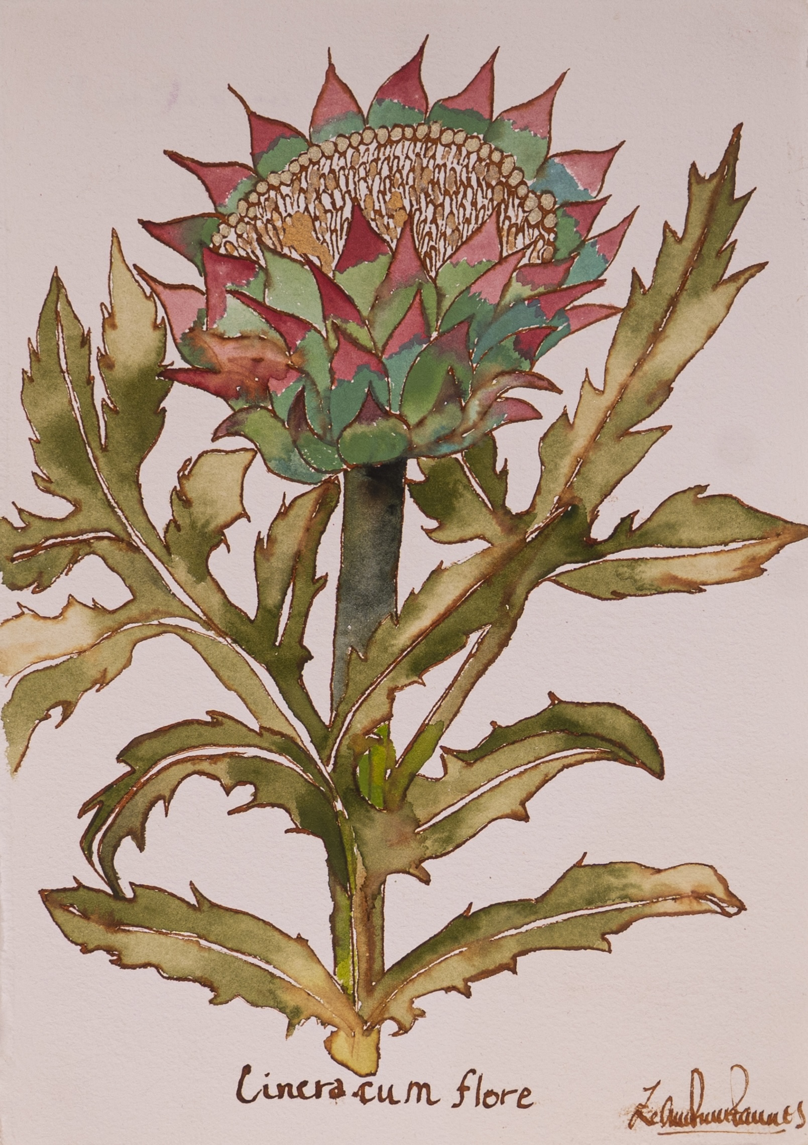 Lineracum Flore