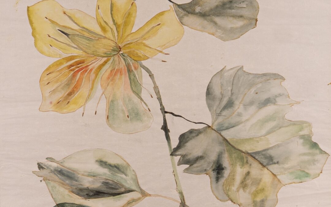 Liriodendron Tulipifera