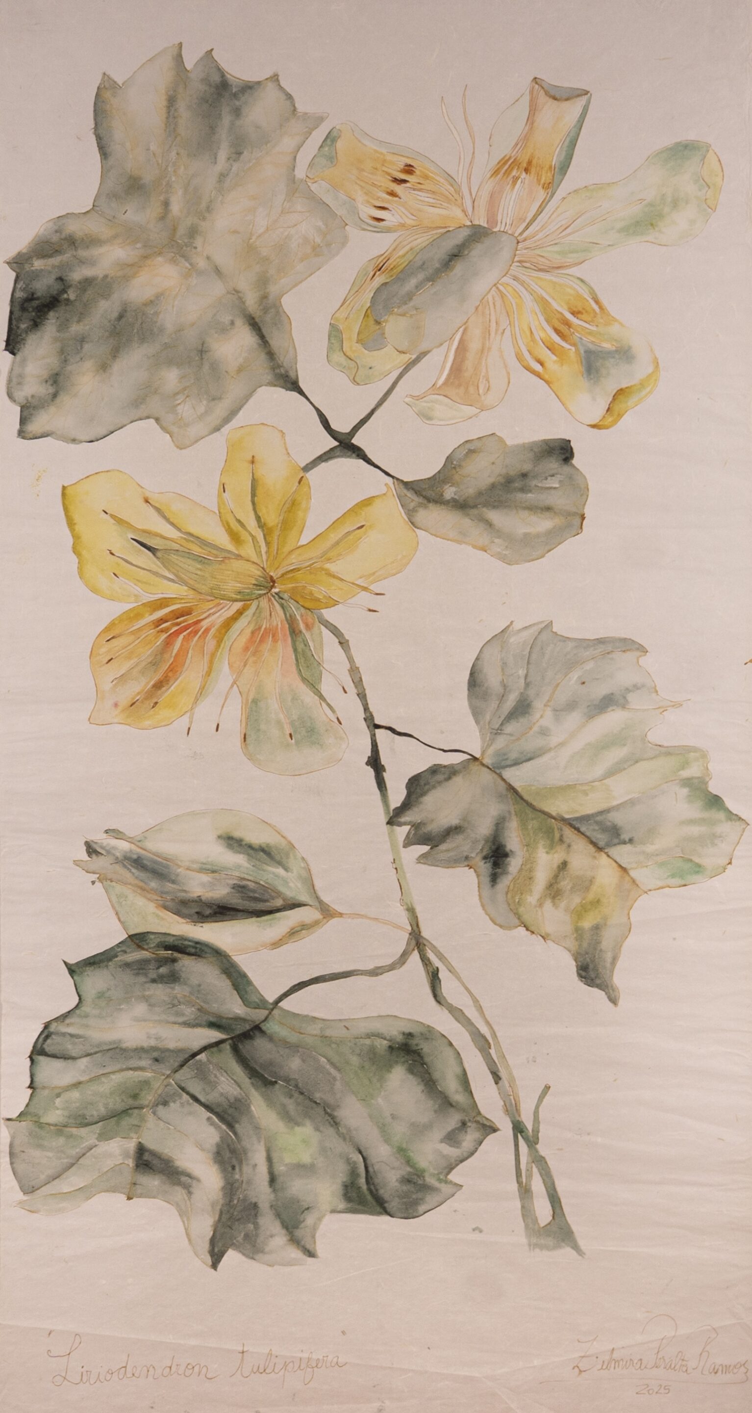 Liriodendron Tulipifera