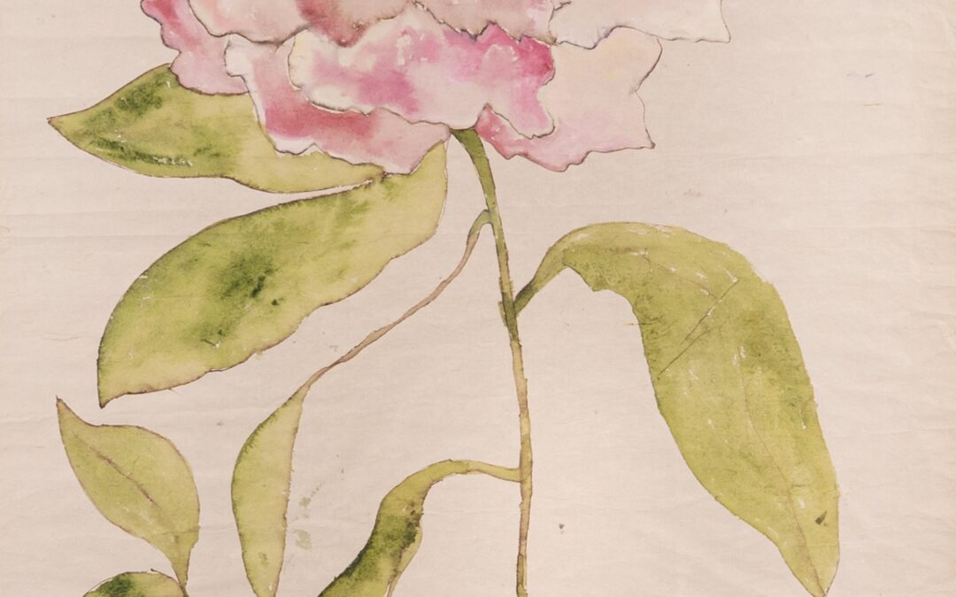 Paeonia Maeton