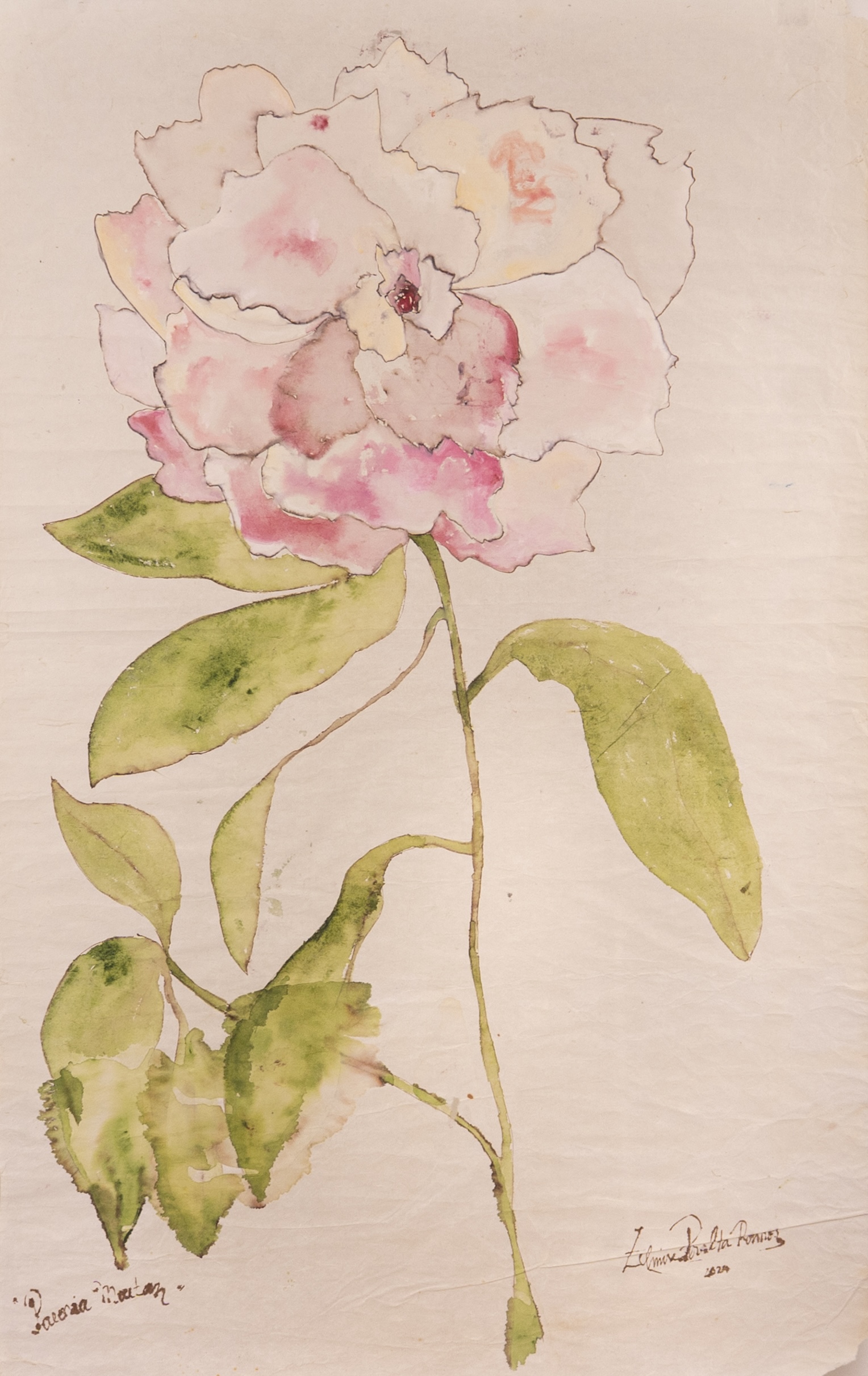 Paeonia Maeton