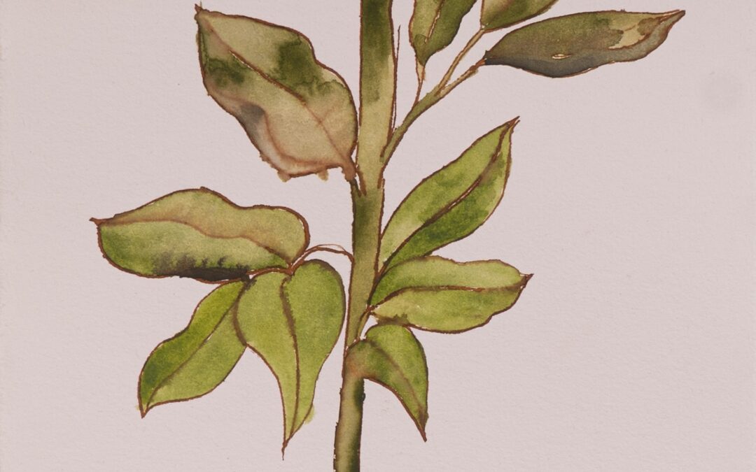 Peonia Bizanthina Maior
