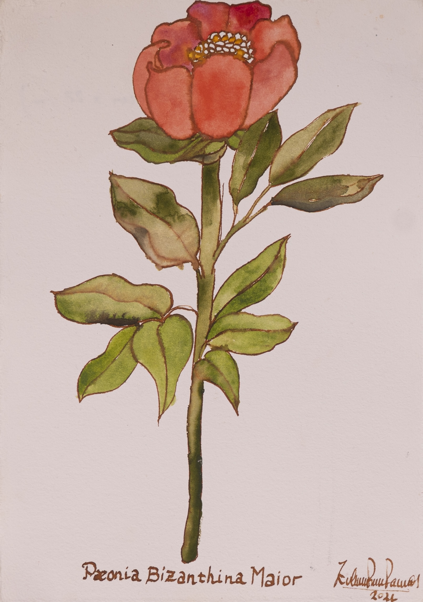 Peonia Bizanthina Maior