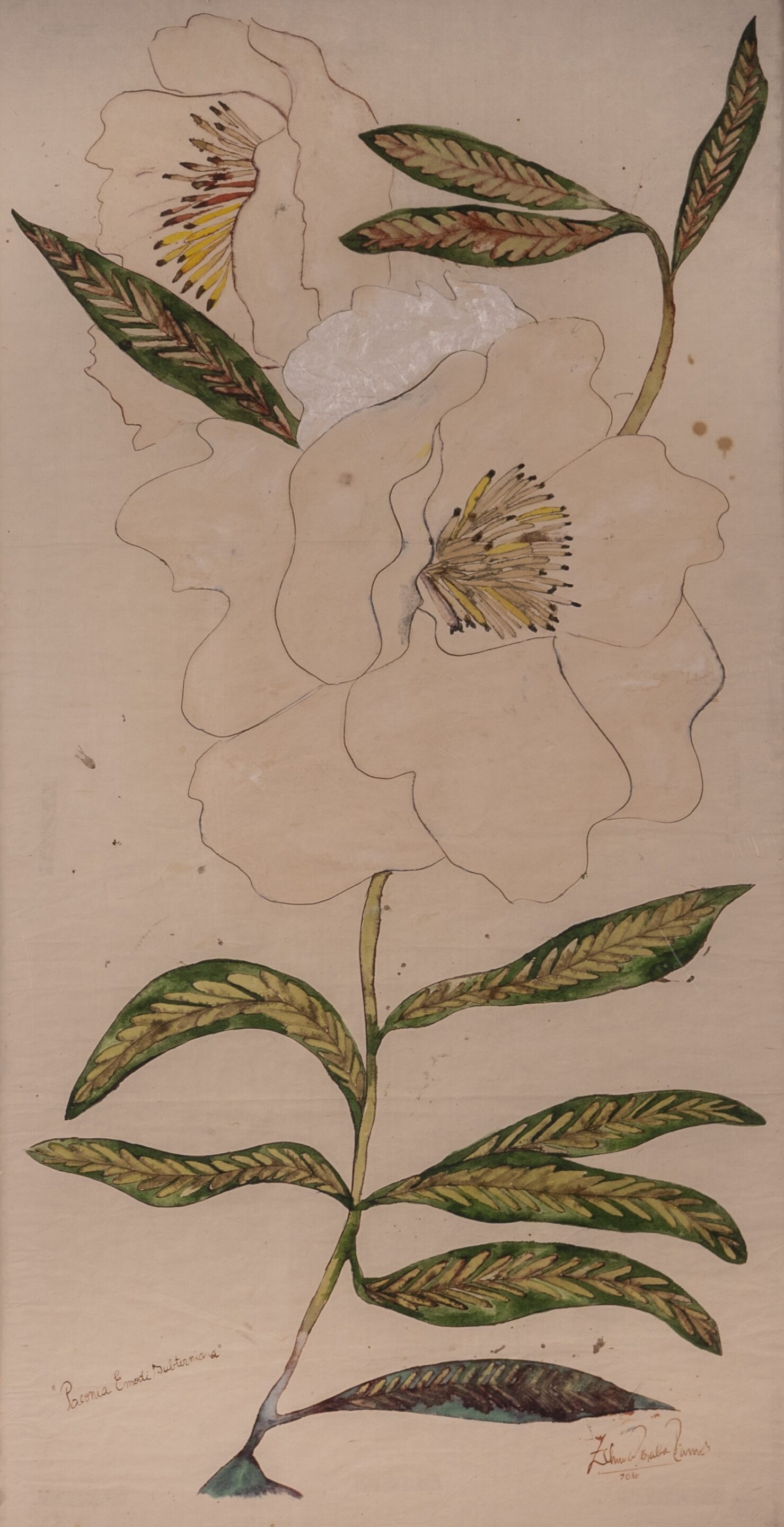 Peonia Emodi Subternia