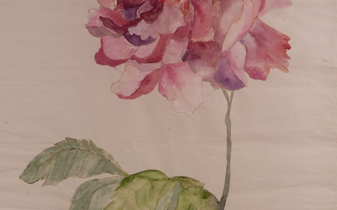Peonia Moulan