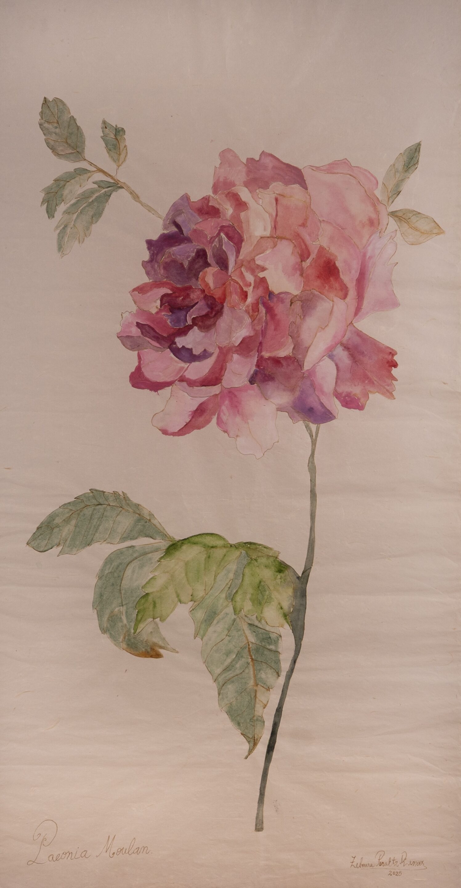 Peonia Moulan