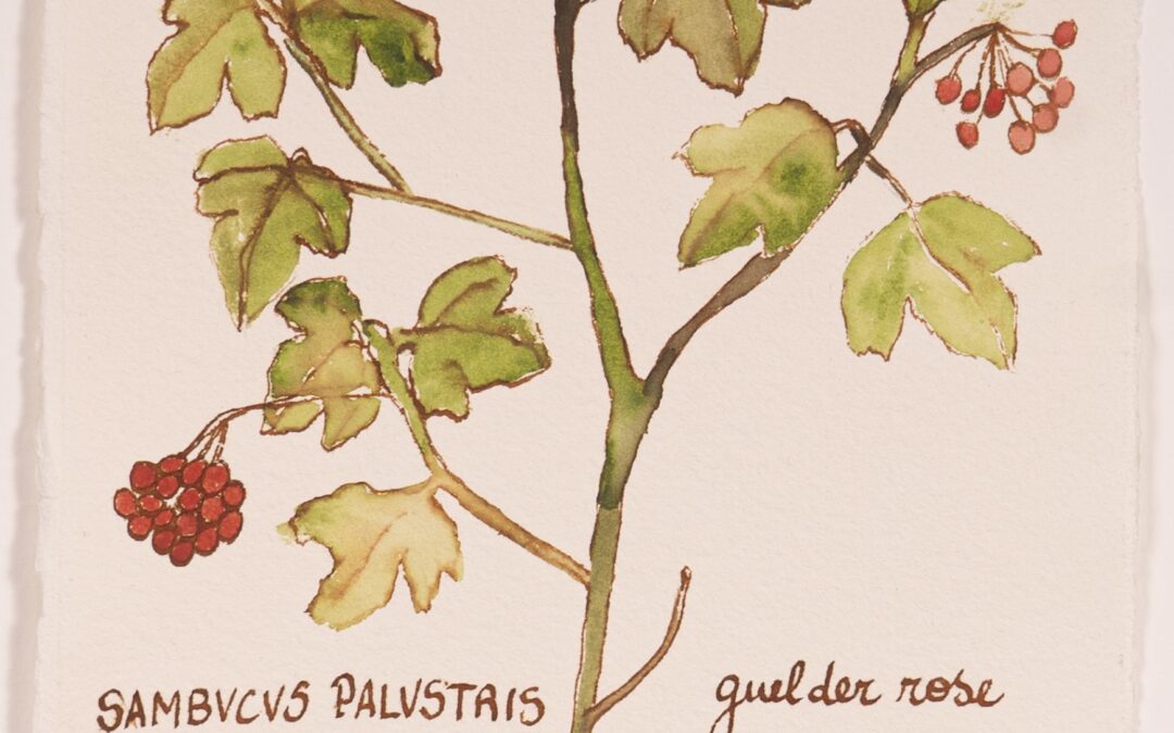 Sambucus Palustris / Guelder Rose