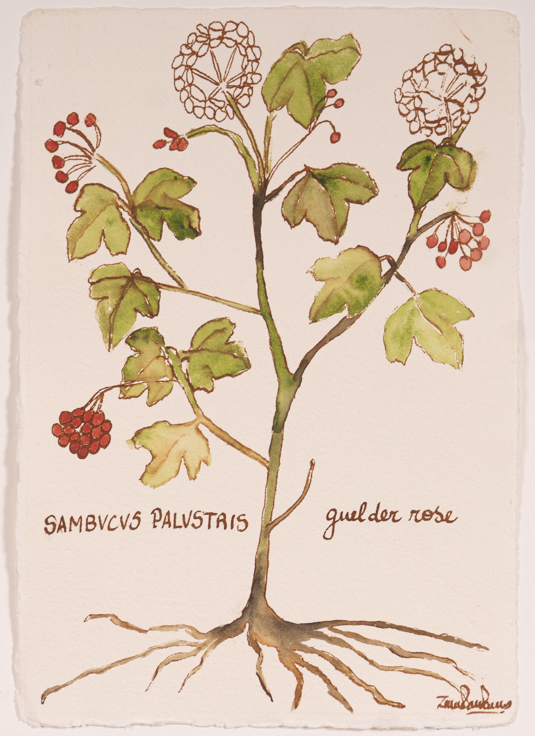 Sambucus Palustris / Guelder Rose