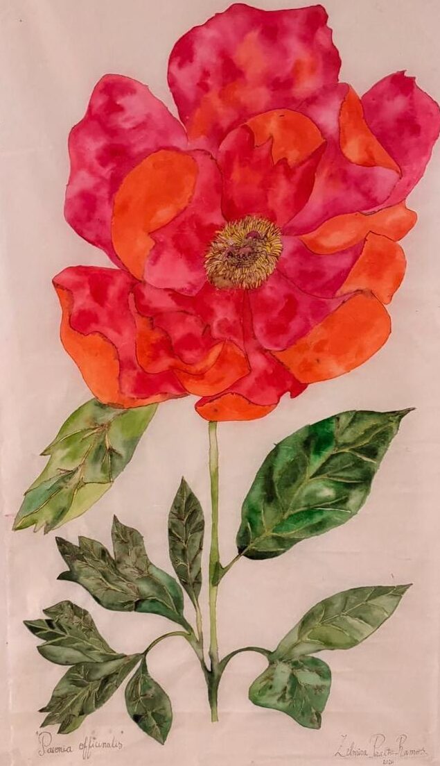 Peonia Officialis
