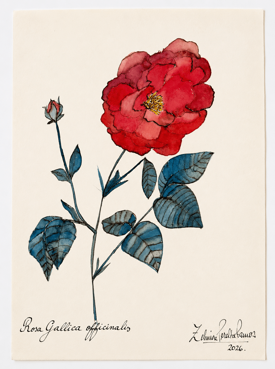 Rosa Gallica Officinalis