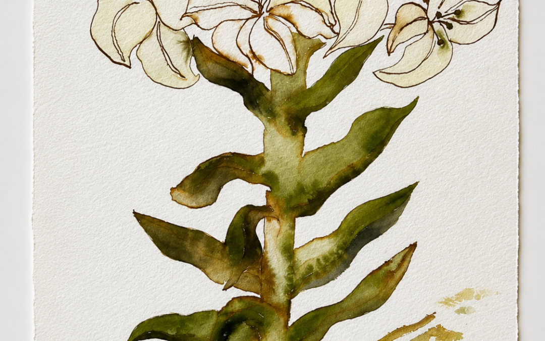 Lilium allium