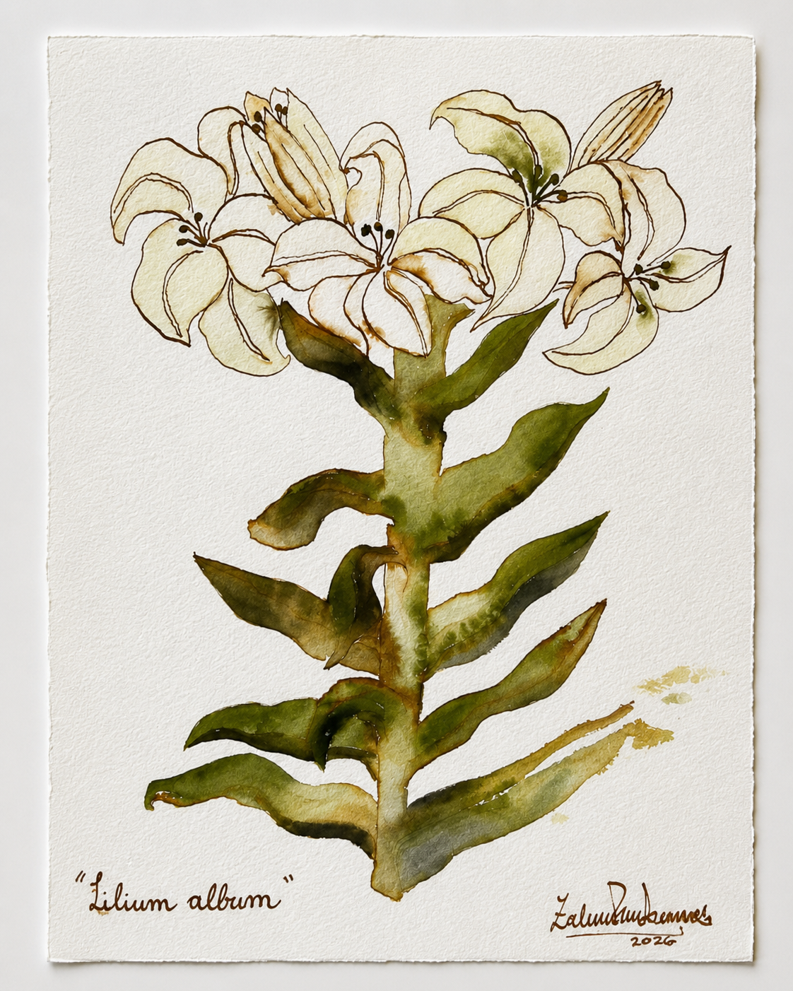 Lilium allium